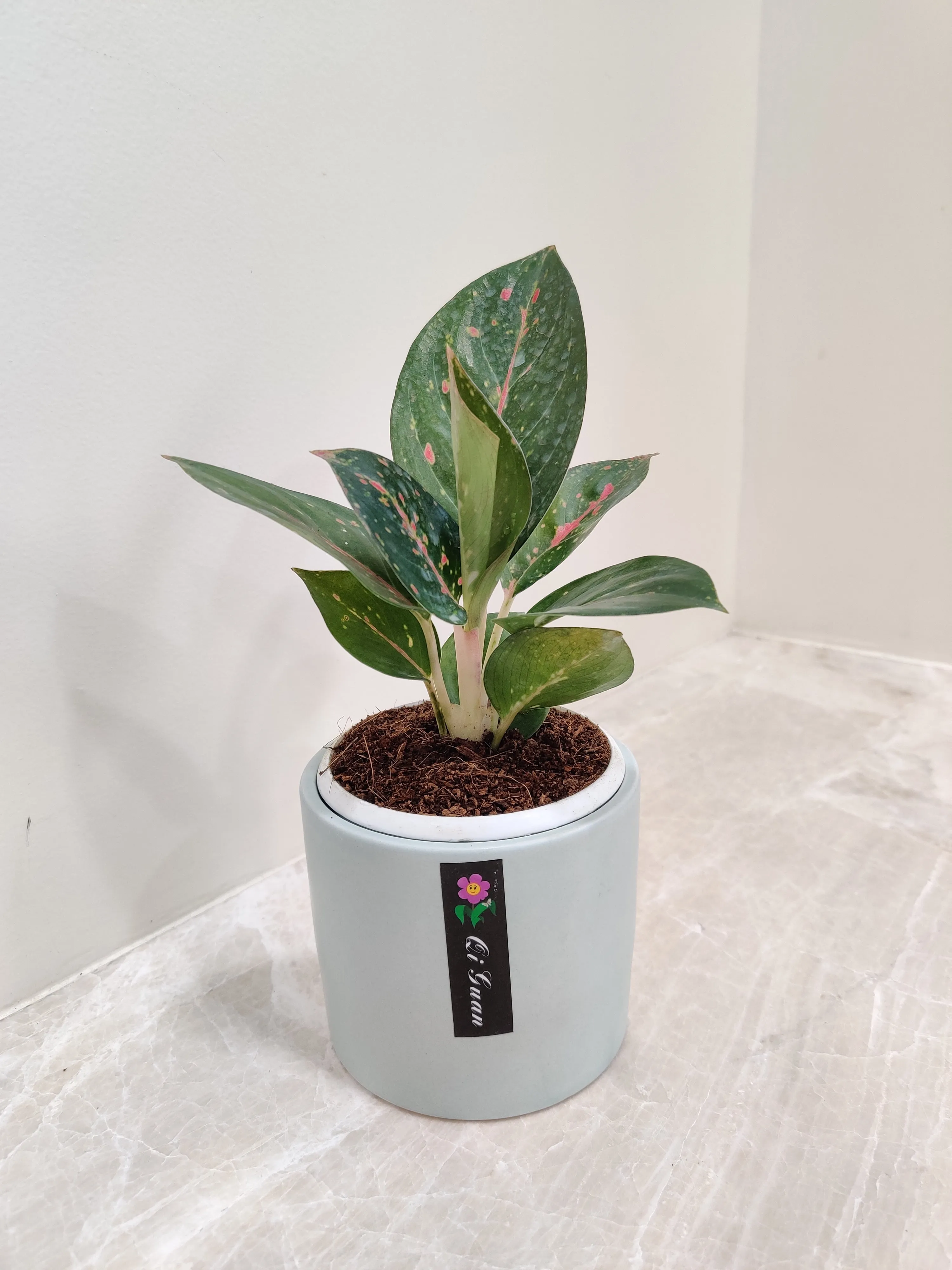 Aglaonema Star Dust Corporate Plant Gift