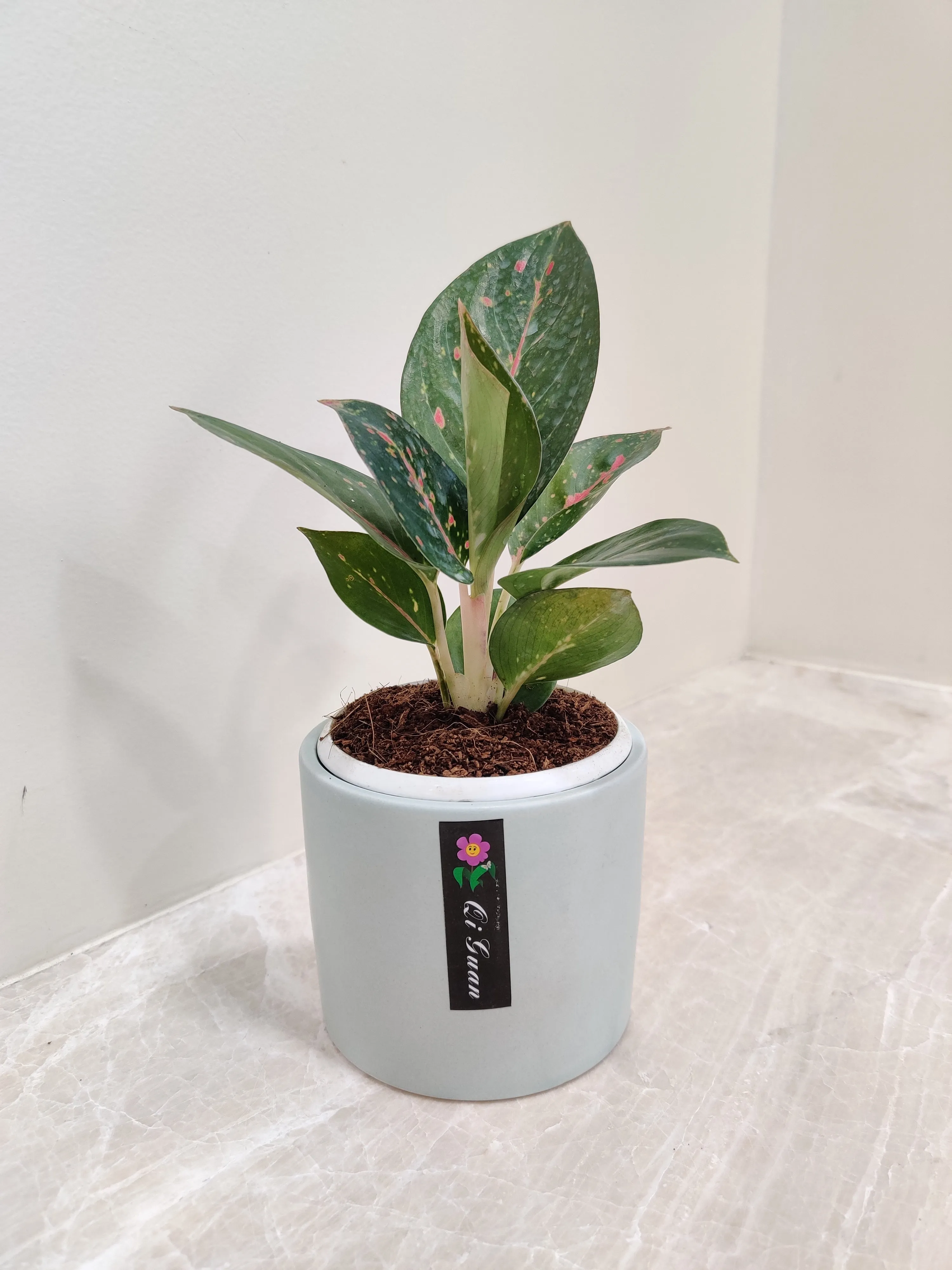 Aglaonema Star Dust Corporate Plant Gift