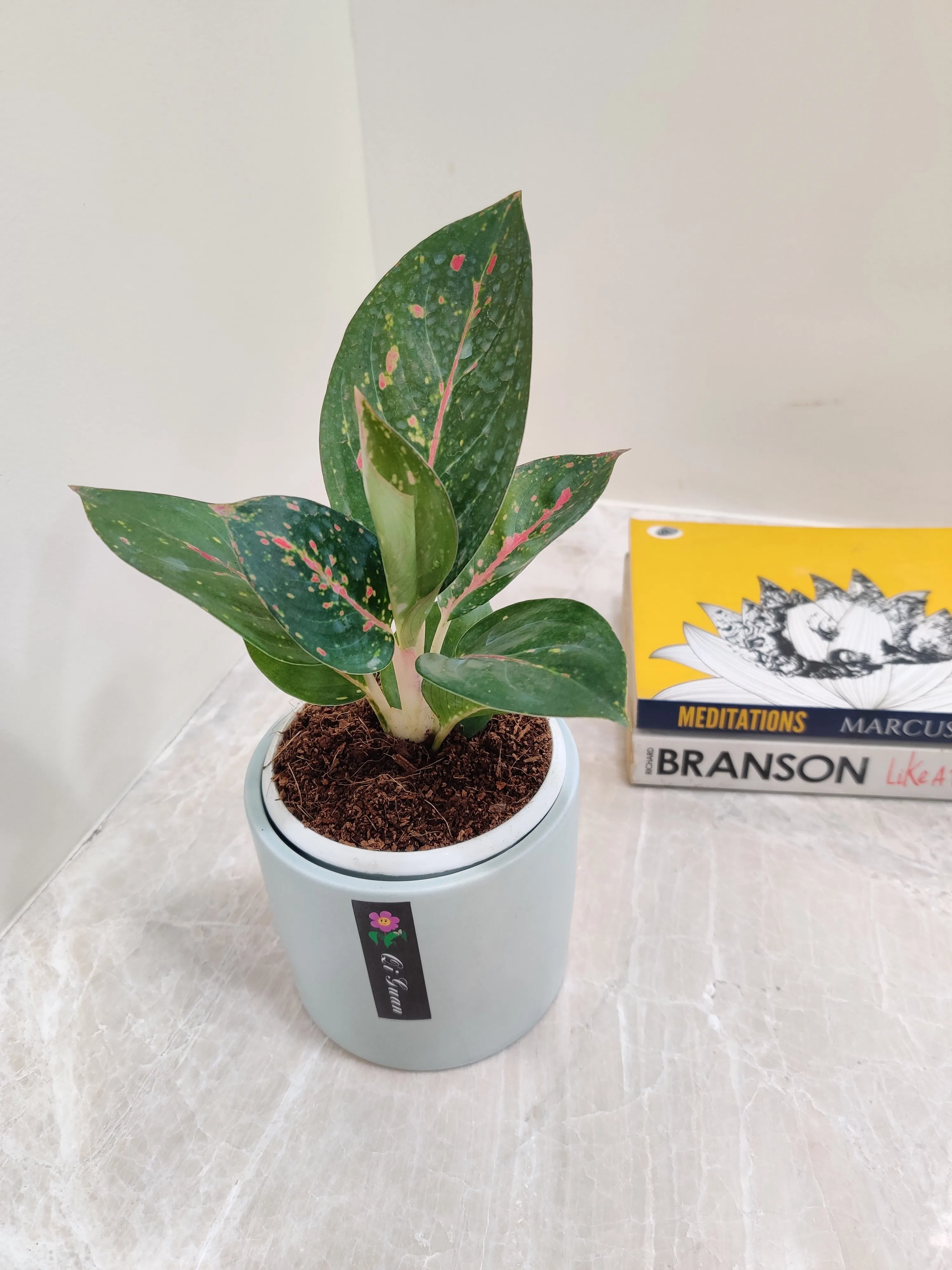 Aglaonema Star Dust Corporate Plant Gift