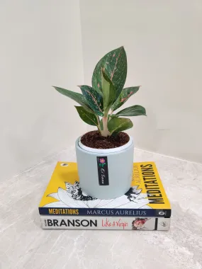 Aglaonema Star Dust Corporate Plant Gift