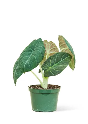 Alocasia 'Grey Dragon', Medium