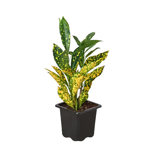 Croton 'Gold Dust'